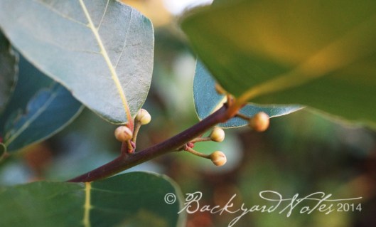 Bay laurel flower buds