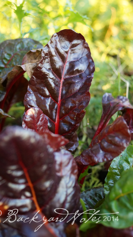 Beet leaves