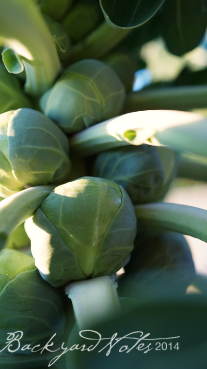 Brussels sprouts
