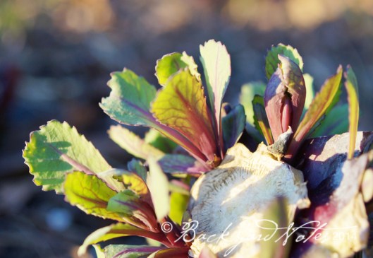 Red cabbage sprouts on a cut stalk