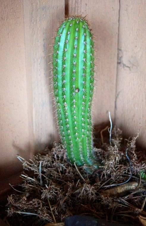 I think this belongs in the cereus family. 