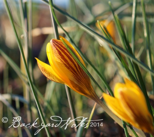 First crocus of the year