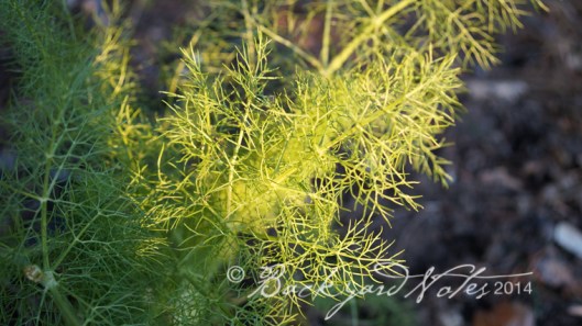 Fennel fronds