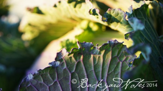 Lovely, ruffled edges of January King cabbage