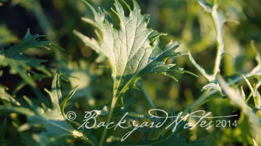 Mibuna mustard leaves