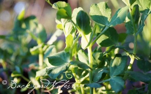 Pea shoots
