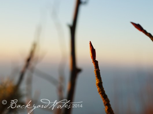 Ribes sanguineum bud