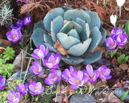 This agave in a nearby garden, stays comfy in an upside down aqaurium over the winter
