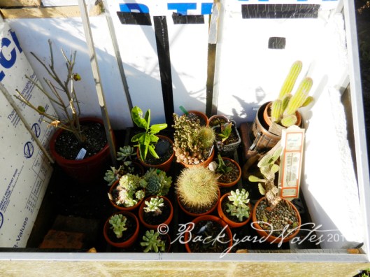 The tender collection