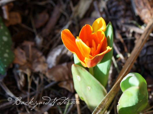 The first tulips of the season and the earliest of the ones planted around here.