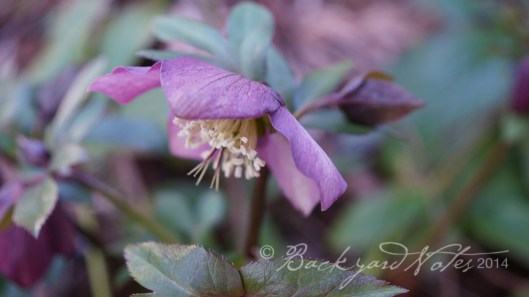 Hellebore_10