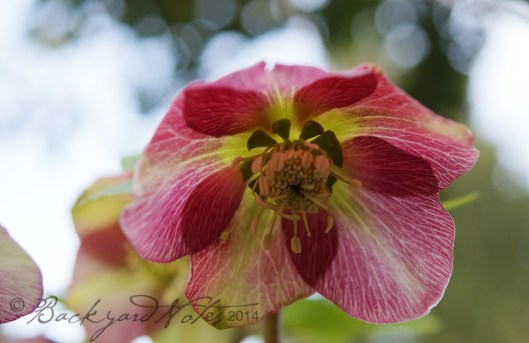 Hellebore_11