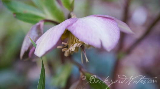 Hellebore_12