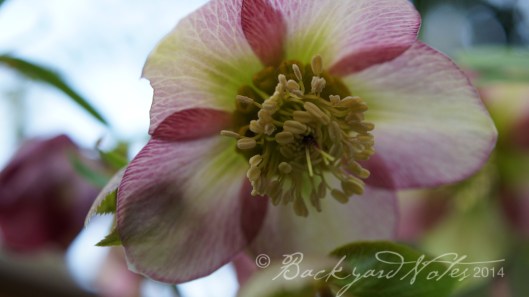 Hellebore_13