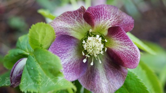 Hellebore_2