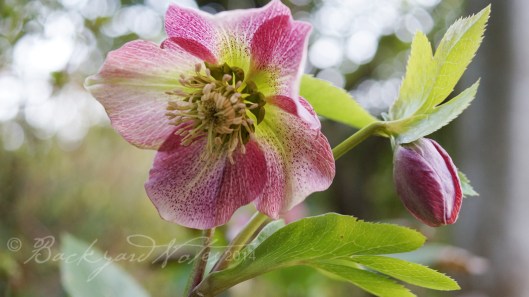 Hellebore_3