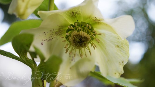 Hellebore_4