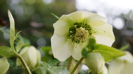 Hellebore_5