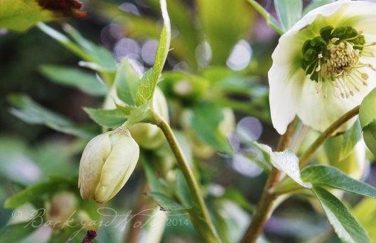 Hellebore_6