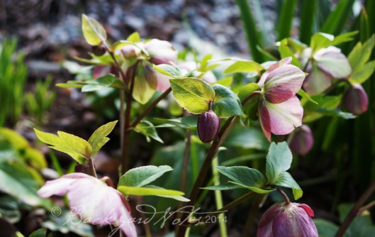 Hellebore_7