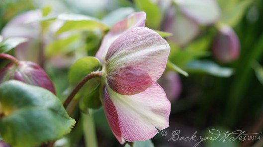 Hellebore_8