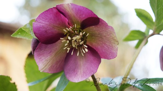 Hellebore_9