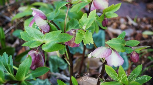 Hellebore_group