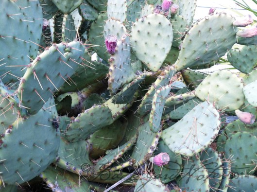 PricklyPear_closeup