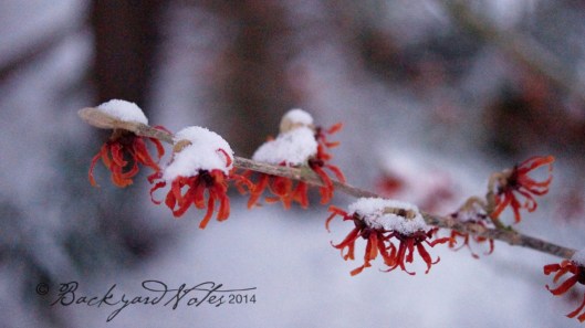 Hamamelis–Witch-hazel