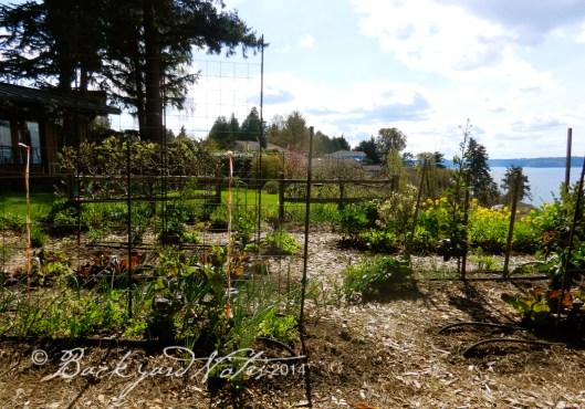A view through the vegetable garden
