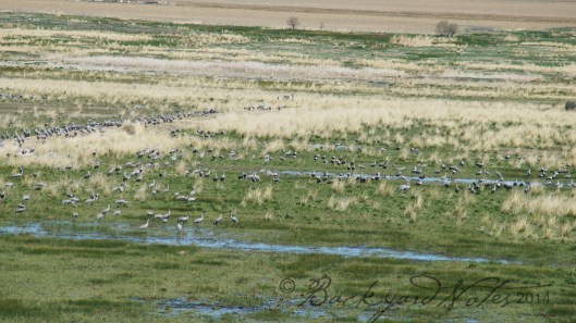 Sandhillcranes_1