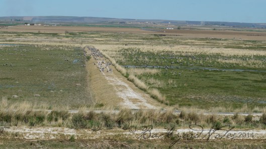 Sandhills on a dike at the edge of Crab Creek