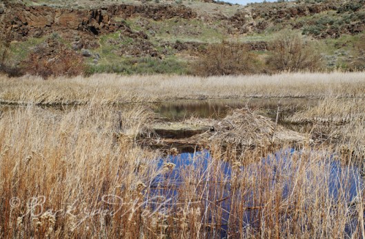 Beaver lodge at Lower Crab Creek