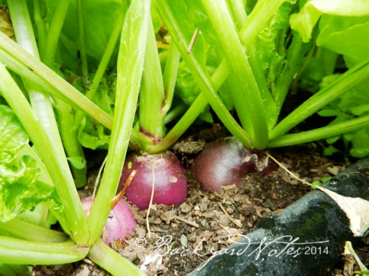 grwingradishes