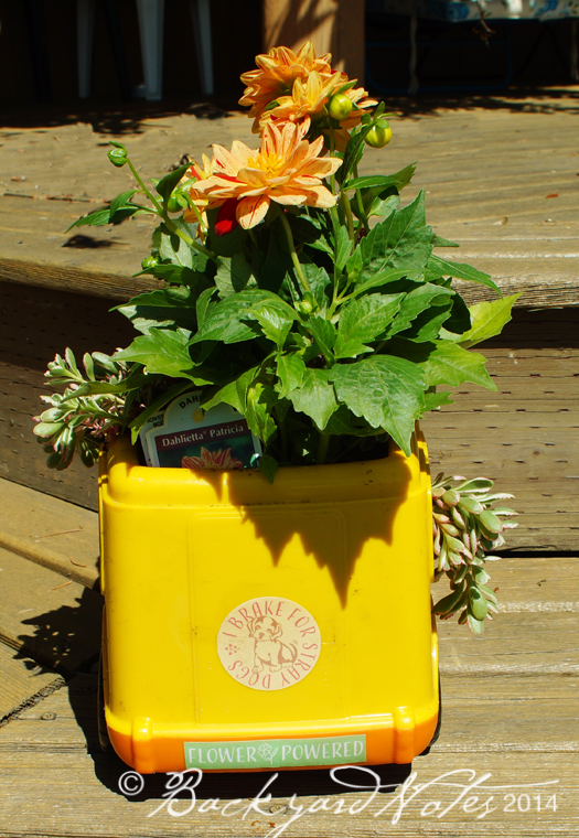 Our friend is a dog lover who fosters dogs.