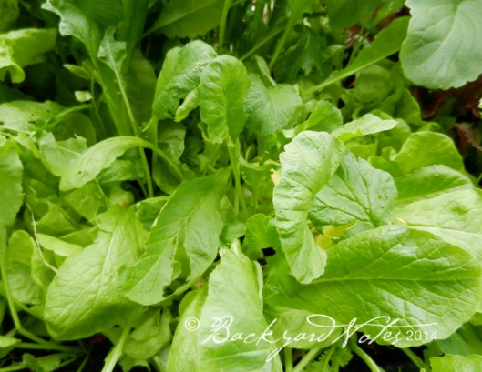 Radish greens
