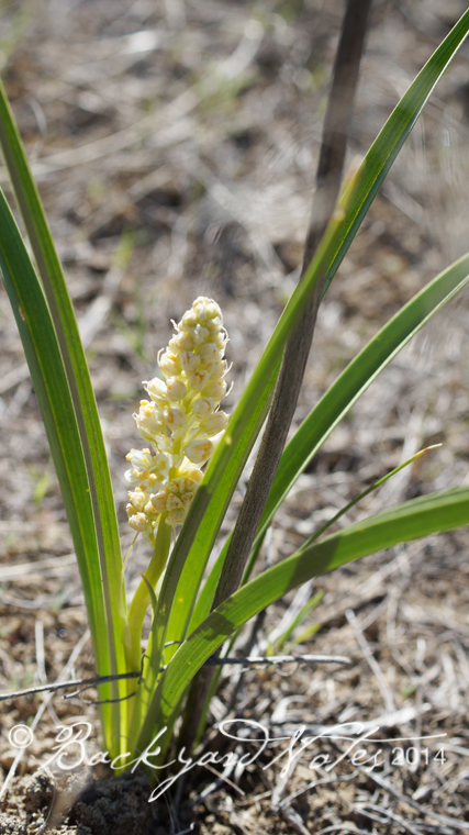 Zigadenus; also known as Death Camas. It's quite .lovely