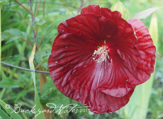Hibiscus_Cranberry
