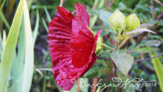 Hibiscus hybrid "Cranberry Crush"