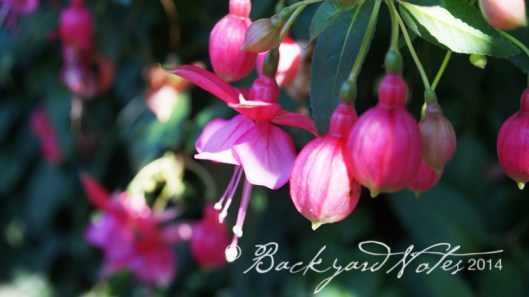 Lady's Eardrops, hardy fucshia.