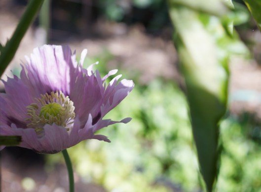 A late blooming poppy.