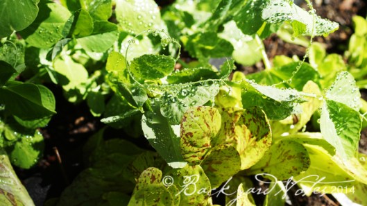 The fall planting of snow and snap peas.