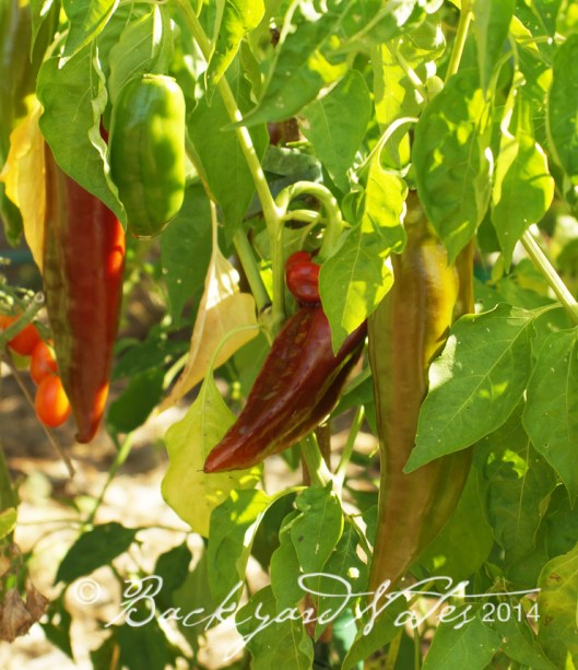 Ripening Anaheim chiles
