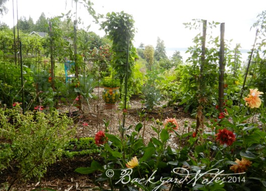 The view into the vegetable garden from the redwood seating.