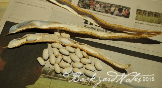 Dried Lazy Housewife pole bean seed