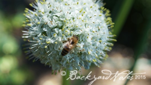 Pollination in action!