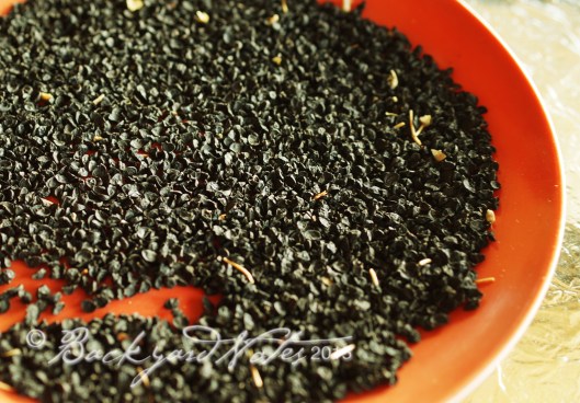 Walla Walla onion seed