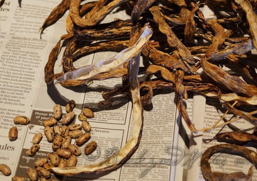 The last stage of harvesting