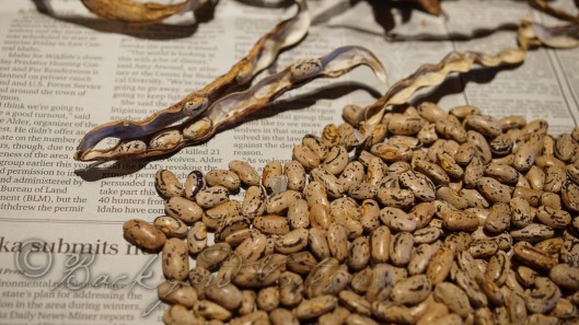 Rattlesnakebeans_2