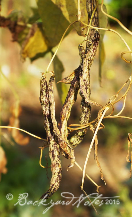 Rattlesnake beans drying on the vine
